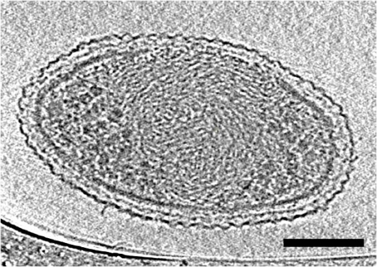 شواهد میکروسکوپی از باکتری هایی با اندازه ی فوق العاده کوچک برای حیات