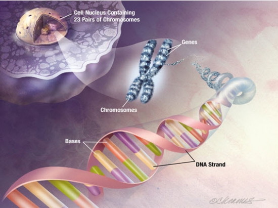 DNA , حامل اطلاعات ژنتیکی