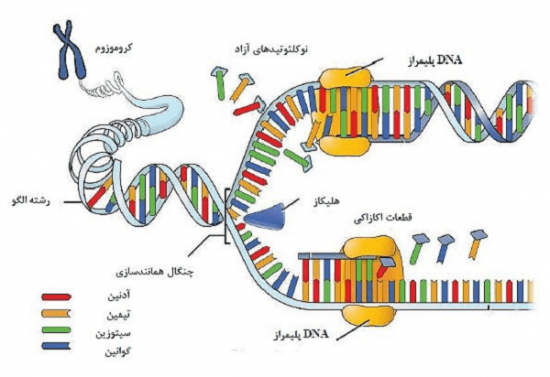 همانندسازی DNA